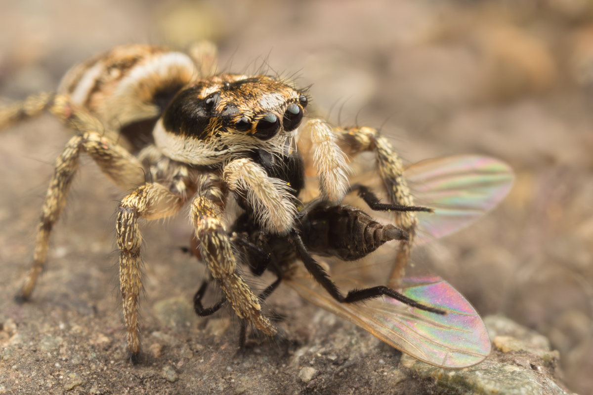 Zebra Jumping Spider with Prey